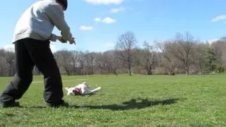 Practice Makes Perfect Dog Training NY - Prospect Park Brooklyn - Cowboy the Pit Bull