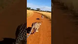 This Cheetah needs a software update! 🐆😂 #cheetah #wildlife #nature #epicfail #shorts #animals
