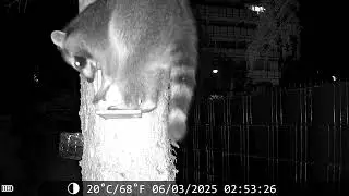 Raccoon at night