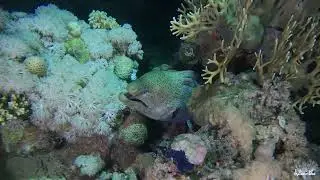 Inmersión de buceo nocturno 