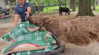 Stray Cat Rescue, Highland Cow Bedding Battles, Broody Chicken Mess & Bunny Business