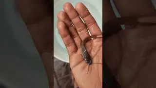 gold oscar tank cleaning✨️