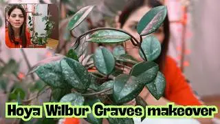 Trellising My Hoya Wilbur Graves 🌿 | From Bushy to Beautifully Trained