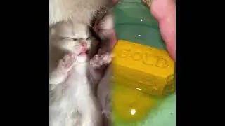 Animals Never Fail To Make Us Laugh 🤣 Funny ANIMALS Video 2025 