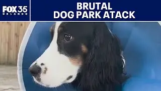 Florida puppy recovering after vicious attack at Ocala dog park