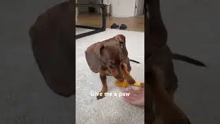🐾Give me your paw #dachshund #dog #shorts