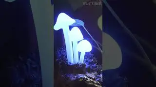 Грибы: Невидимые Хозяева Планеты Земля 😉 #природа #грибы #интересное