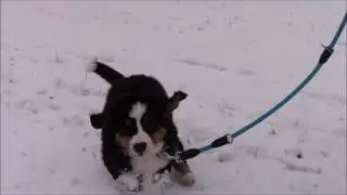 Berner Sennenhund Welpe im Schnee