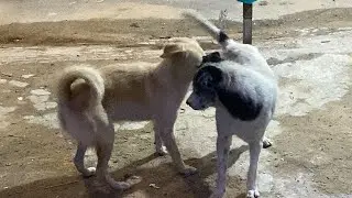 Group golden dog play outside home with neighbor dog on street #goldendog #dog #doglover