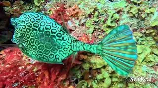 Dive Site: Tolo Reef, Bonaire