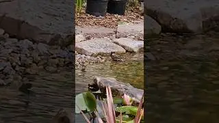 Birds visiting the nature pond for a bath #shorts