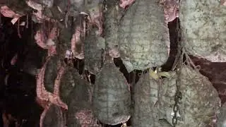 Salame Felino Tour in Italy