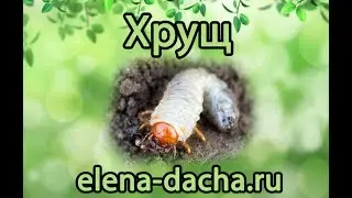 Хрущ - личинка майского жука
