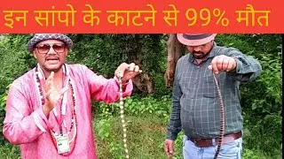 इन सांपो के काटने से 99% मौत || Snake Bite Treatment With Mobarak Snake Saver || Silent Killer Snake
