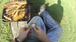 wildcrafting sassafras root bark