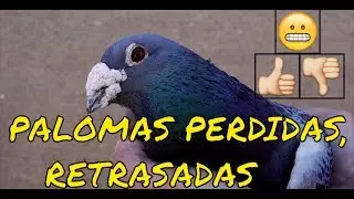 Palomas perdidas, retrasadas. ¿Bueno o malo?¿Qué hago?👍 👎