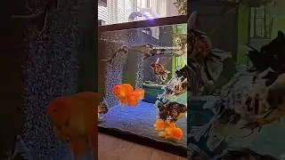 BIG sturgeon enjoying the goldfish MEGA tank | MONSTER FISH #goldfish #aquarium #fancygoldfish #fish