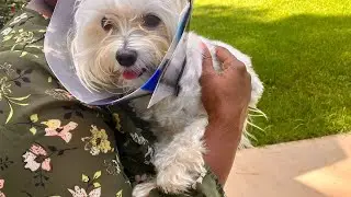 Decatur woman fends off dog attack at doorstep