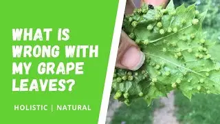 🍃 🍇 My Grape Leaves Have Bug Bumps