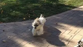 Shih Tzu dog Lacey running around outside, entertaining herself 🤪😆 | Zoomies! 🐾💨💨