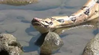 serpiente mazacuata
