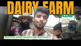 Dairy Farm Vlog Chichawatni Pakistan #dairyfarming #breeding #performance   @ABCDTV