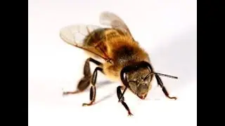Self Cloning South African Honey Bees