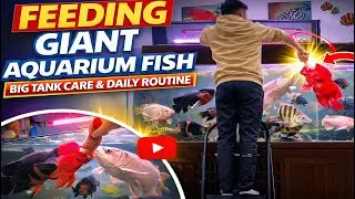 Monster Fish Feeding Time 🐟 | Giant Home Aquarium Care & Maintenance