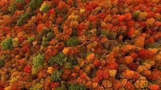 Spectacular fall colors near Syracuse NY