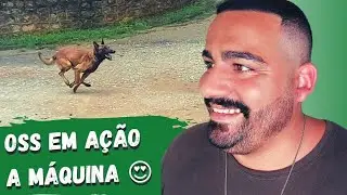 CÃES DE FARO, busca por VENTEIO. Os CÃES HERÓIS que SALVAM VIDAS.
