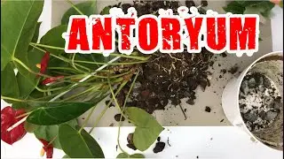 Antoryum Toprak Değişimi ve Çoğaltma Nasıl Yapılır
