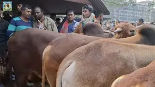 @ 29/1/2026|| কি দামে ফেনীর খামারী কুরবানির ষাঁড় গরু কিনলেন আমবাড়ী হাটে??