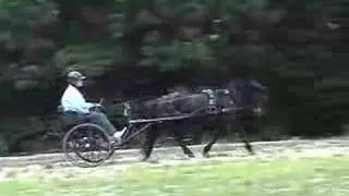 SingleTree Jitterbug the Dartmoor Pony - Carriage Driving
