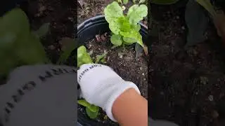 you can't leave your plants alone and expect a successful garden #plantsuccess #balanceofplant