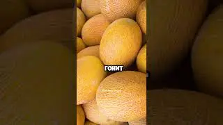 Какие лечебные свойства дыни?