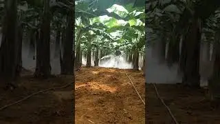 Fertilizing Banana Field On The Farm #satisfying #short