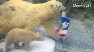 ホッキョクグマ親子　クルミとミルク　朝ごはんのトマトを食べる