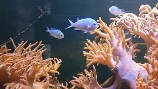 Exploring Aquarium Tanks &ndash; Various Fish Species Up Close