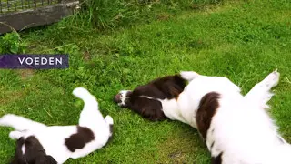 Voordeel 10: De aanwezigheid van de moederhond