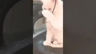 Caught Being Cute Again! 🎥🐱#cute #cat #kitten #meow #funnycats