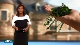Breizh Algae School