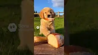 Puppy Enjoys Fresh Bread Under the Warm Sun #puppy #cute #simplejoy #pets