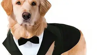 Best Pet Fashion & Accessories! Cute Dog T-Shirts, Shoes & Wedding Suit for Dogs & Cats