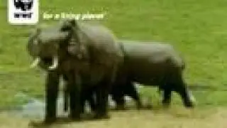 African elephant