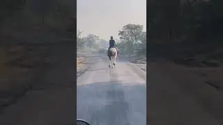 Horse riding arena