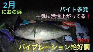 【バス釣り】TN70絶好調バイト多発中❗️春が来たか❗️琵琶湖