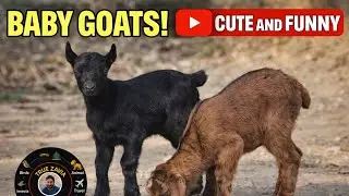 🐐 Cute Goat Baby in Cold Morning.