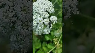 20250715 2 Tuin Rockanje vlieg Graphomya maculata