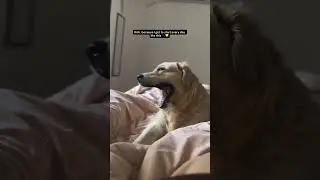 Rich&hellip; because my mornings start like this 🐾💛&rdquo;  #goldenretreivers #dogshorts #doglove #morningwithdog