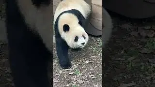 #panda #cutepanda #adorableanimals #funnyanimals #animallovers #shorts